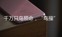千万只鸟殒命
，“鸟撞”现场调查，小鸟侦探请答题