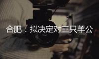 快排公司十年历程，霸屏兔 seo 的崛起与坚守