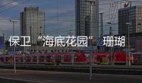 保卫“海底花园” 珊瑚礁生态修复刻不容缓