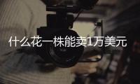 什么花一株能卖1万美元，还能吃
？