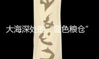 快排公司十年历程，霸屏兔 seo 的崛起与坚守