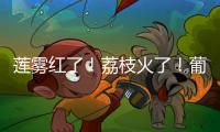 莲雾红了！荔枝火了�！葡萄熟了......金湾“甜蜜夏季”开启！