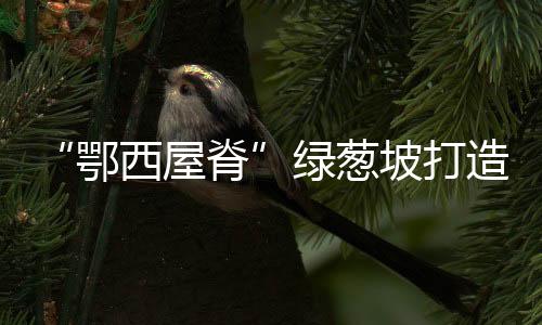 绿葱风车走廊等旅游项目