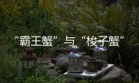 “霸王蟹”与“梭子蟹”，握“钳”言和！