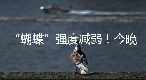 蝴蝶沿岸及海面阵风8-10级