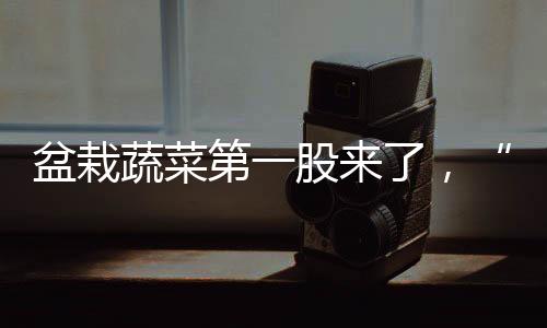 阳台种菜张馨予等等