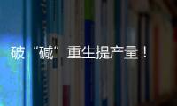 破“碱”重生提产量！ 珠海盐碱地变“丰产田”