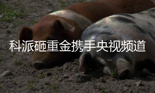 公信力度最强的道厨媒体