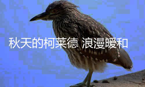 依旧为世界染上了遍野金黄