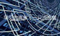 罕见的再审
：一只流浪猫与24万元赔偿
