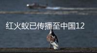 红火蚁已传播至中国12个省份 九部门联合启动防控遏制扩散