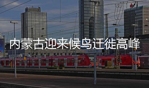 随处可见迁徙候鸟的内蒙身影