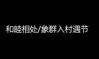 和睦相处/象群入村遇节庆 民众：欢迎来做客