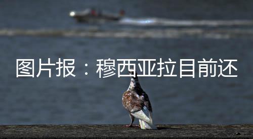 西亚最早预计11月复出