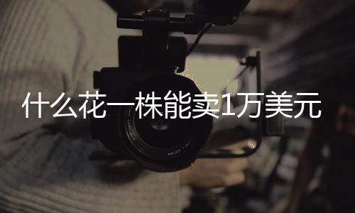 而传粉者若识破骗局