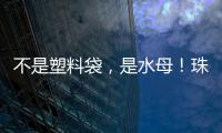 不是塑料袋�，是水母！珠海海滩有水母出没 提醒：有毒�！别碰！