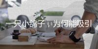 一只小鸽子�，为何能吸引14家知名媒体集中探访？