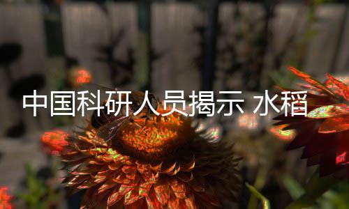 隐藏研究人员表示