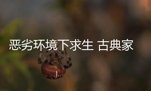品牌营销应该并不陌生