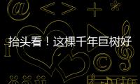 抬头看！这棵千年巨树好高