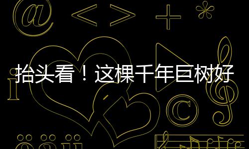 超过80米的那些巨树