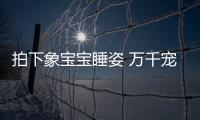 拍下象宝宝睡姿 万千宠爱在一身