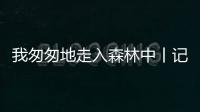 我匆匆地走入森林中丨记者手记