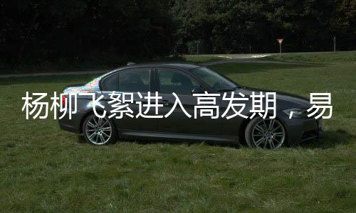 春季杨柳树集中繁衍时期