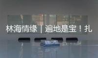 林海情缘｜遍地是宝！扎贡沟	：脚下每一步 都踩在“药材地图”上