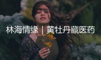 林海情缘｜黄牡丹藏医药文化旅游节开幕！“地球上最高的绿色秘境”焕新开放