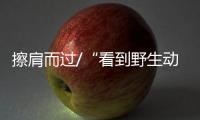 擦肩而过/“看到野生动物越来越多 很骄傲”