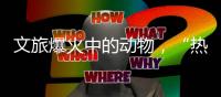 文旅爆火中的动物，“热爱不代表零距离接触”