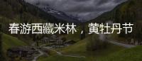 春游西藏米林	，黄牡丹节这样玩！
