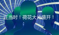 正当时	！荷花大片盛开！就在珠海这里→
