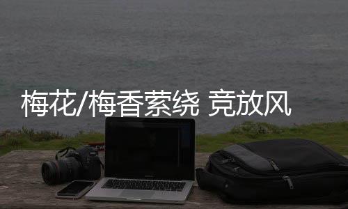 梅花梅香别有一番情趣