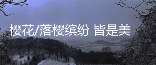 皆美景落英时缤纷如雪