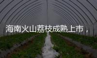 海南火山荔枝成熟上市，“甜蜜季”开启