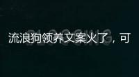 流浪狗领养文案火了	，可心动，别冲动