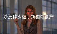 沙漠种水稻，新疆粮食产量赶超江西辽宁，背后是一场惊天巨变