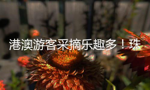 港澳游客采摘热潮悄然间兴起