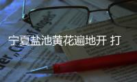 宁夏盐池黄花遍地开 打造黄花菜产业链条	、拓展农户增收渠道