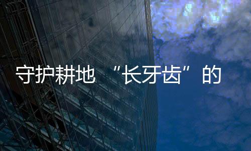 集出肯定不能做耕地