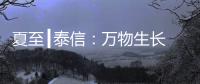 夏至┃泰信：万物生长 浓荫夏长