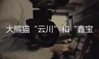 大熊猫“云川”和“鑫宝”将赴美，期限10年