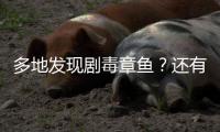多地发现剧毒章鱼？还有人把它当宠物养