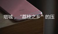 增城，“荔枝之乡”的压力与未来