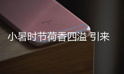吸引蜜蜂在花丛中飞舞采蜜