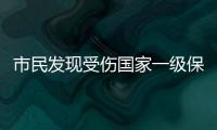 市民发现受伤国家一级保护动物绿海龟
，珠海多部门联动接力救助→