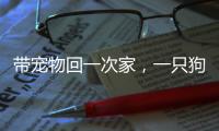 带宠物回一次家，一只狗要比一只猫多花多少钱	
？｜春节账单④