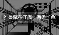 雅鲁藏布江底，有条“鱼”在凝望沙的迁徙